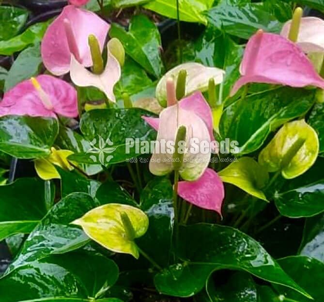 RAPIDO,SASO,PINK CHAMPION,RED CHAMPION,BUTTERFLY ORANGE 