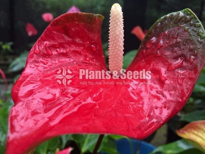 RAPIDO,SASO,PINK CHAMPION,RED CHAMPION,BUTTERFLY ORANGE 