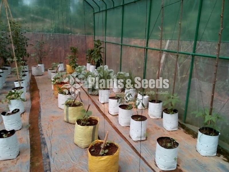 Portable Green House  6M*3.5M*3M