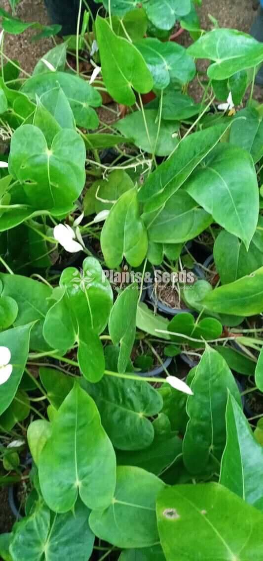 Anthurium 150