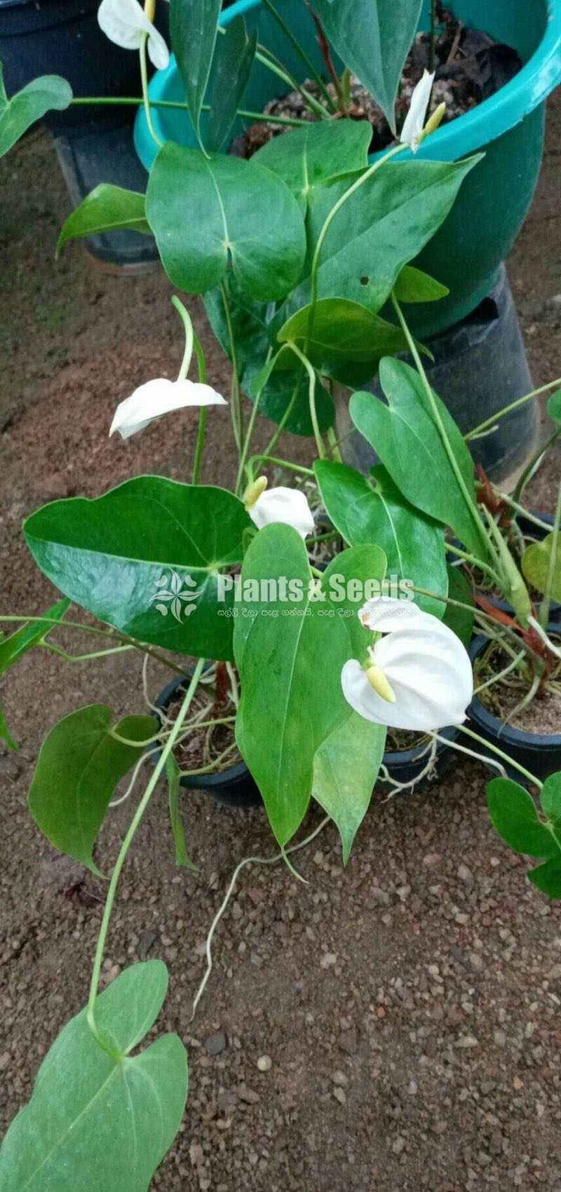 Anthurium 150