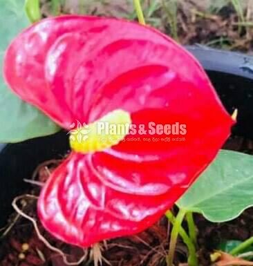 Anthurium Collection