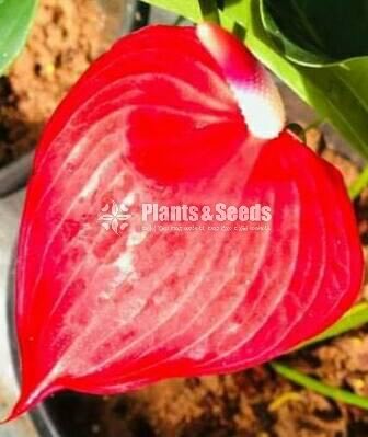 Anthurium Collection
