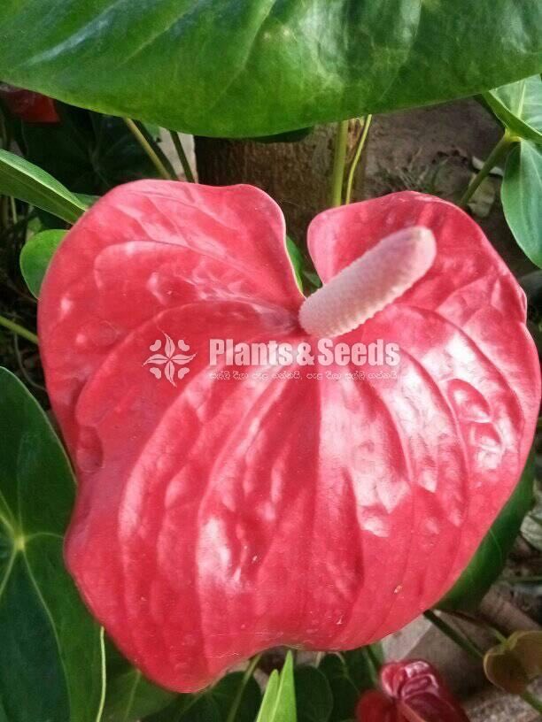 Anthurium