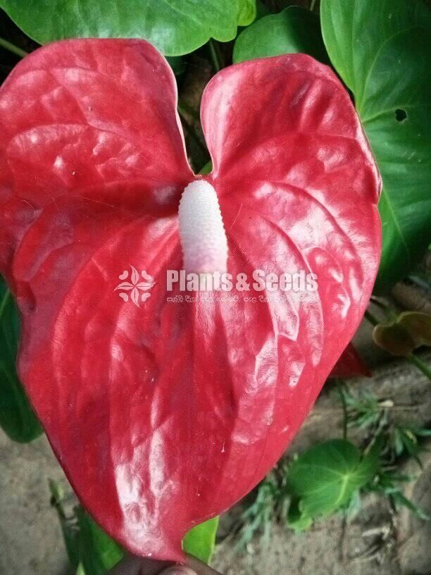 Anthurium
