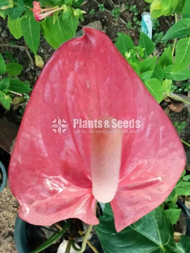 Anthurium