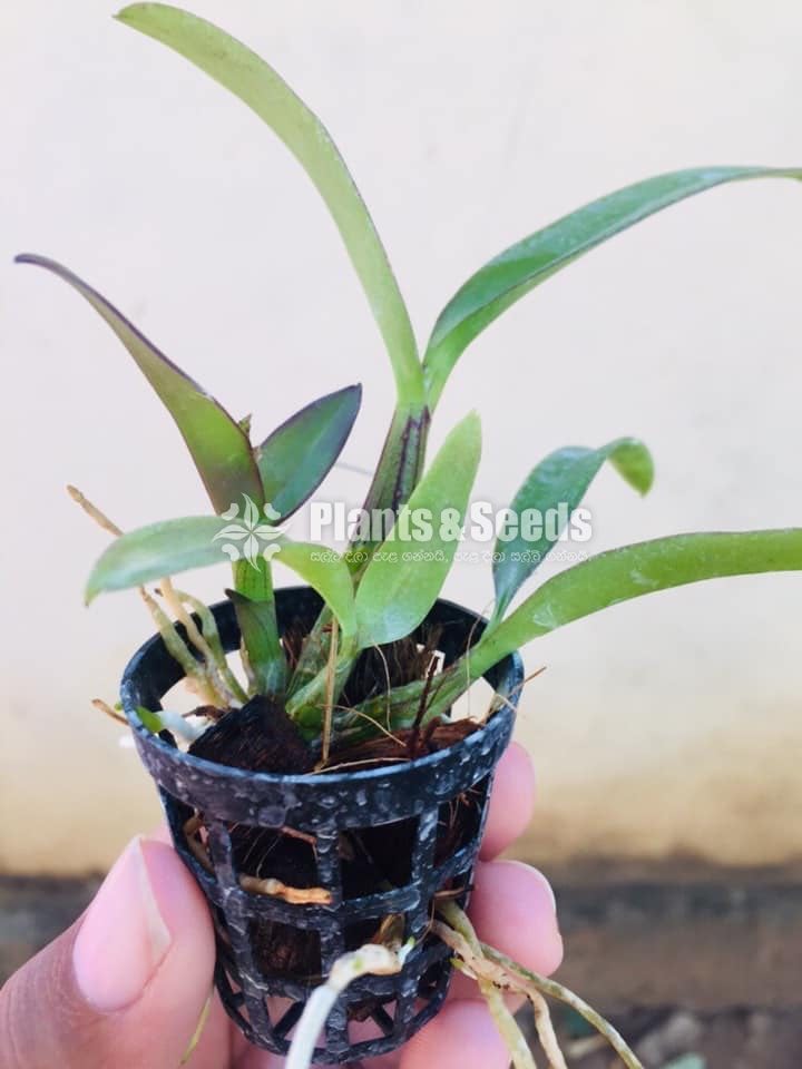 Orchids Collection