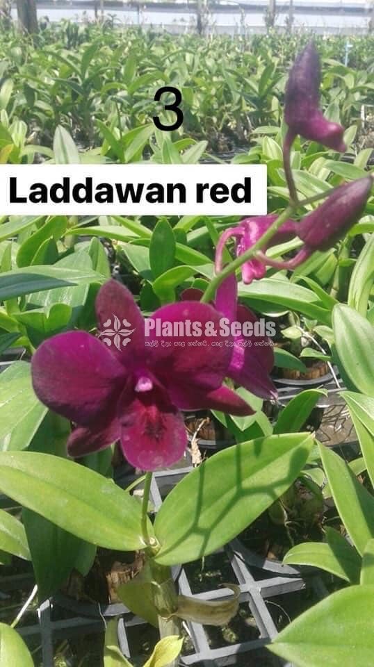 Orchids Collection