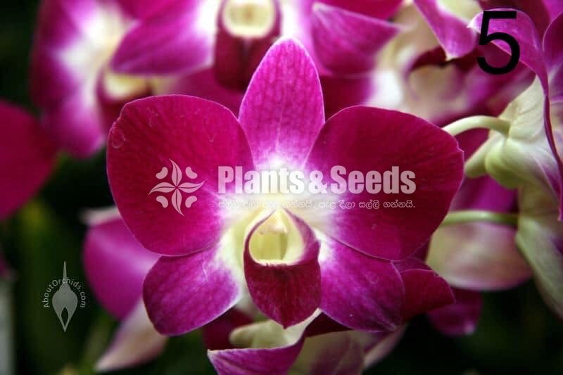 Orchids Collection