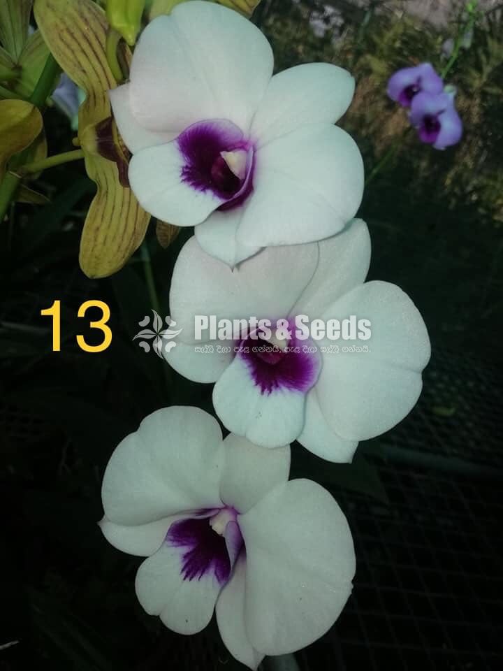 Orchids Collection