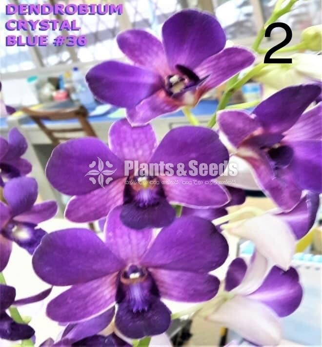 Orchids Collection