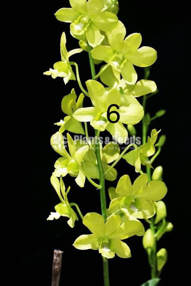 Orchids Collection
