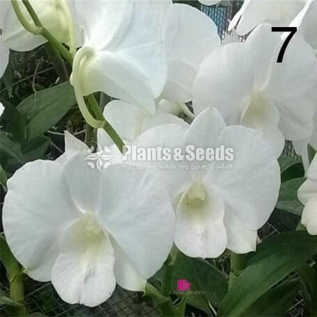 Orchids Collection