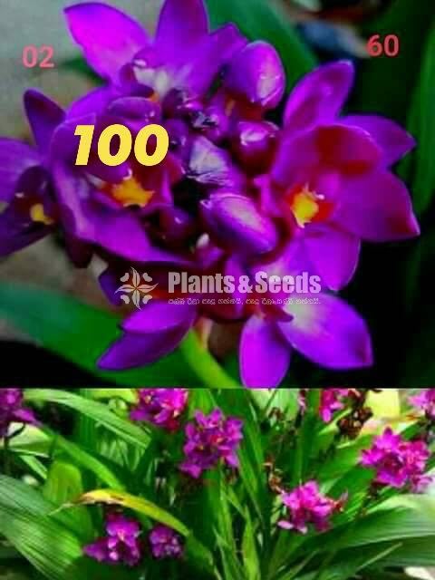 Ground Orchids
