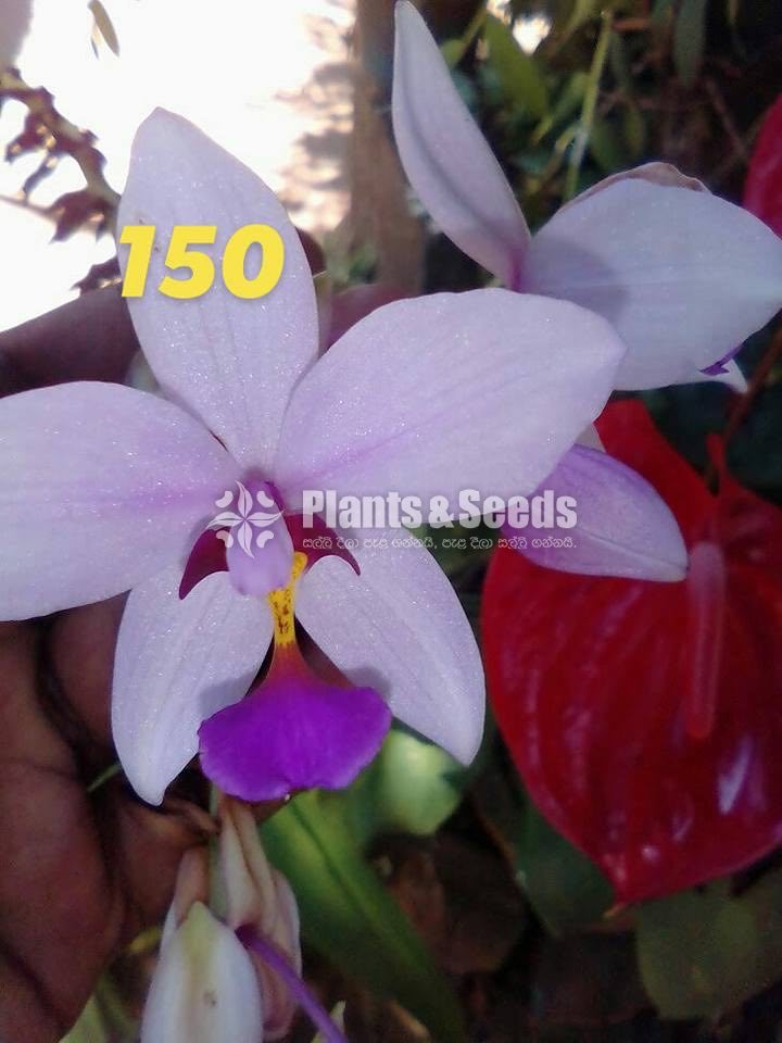 Ground Orchids