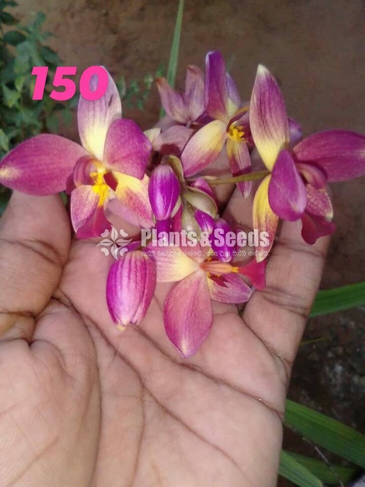 Ground Orchids