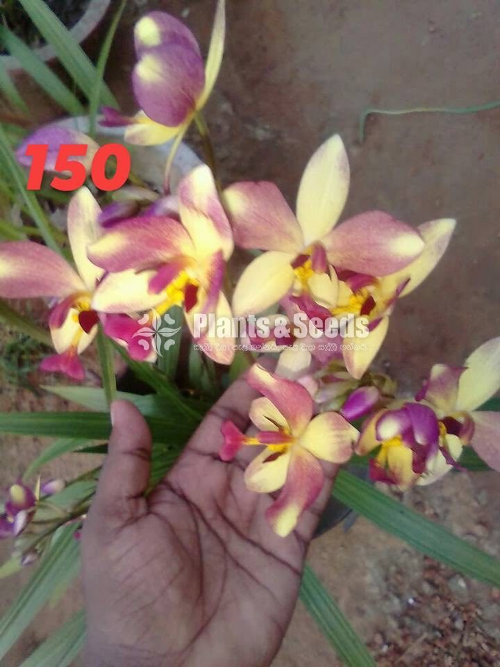 Ground Orchids