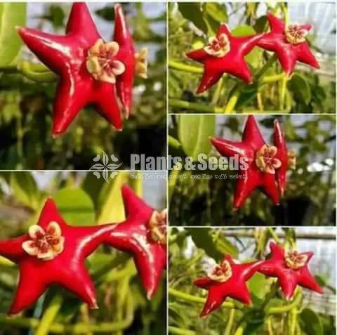 Hoya Plants