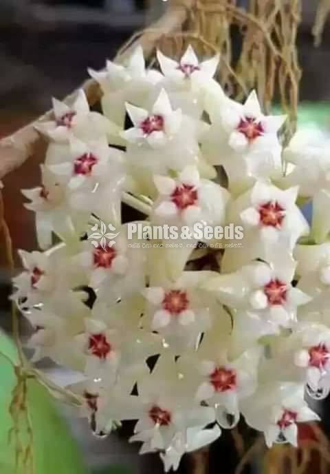 Hoya Plants