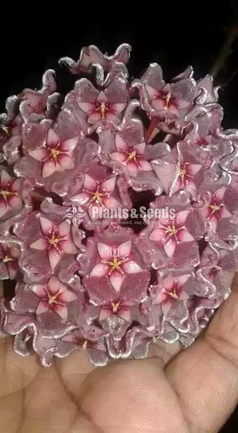 Hoya Plants