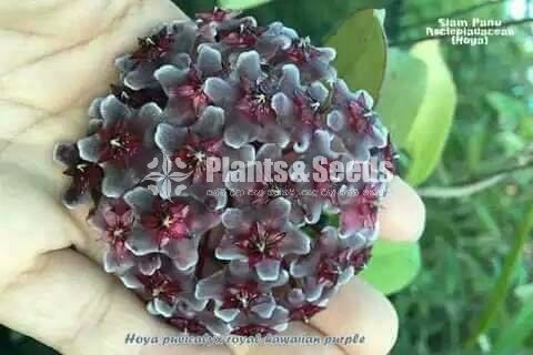Hoya Plants