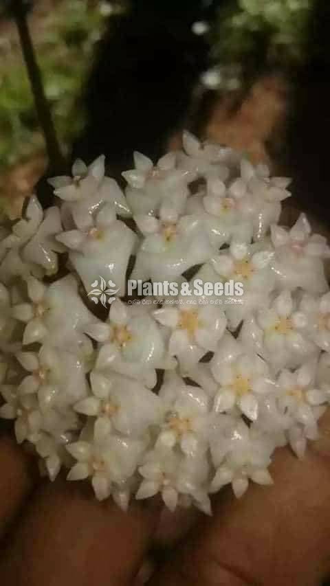 Hoya Plants