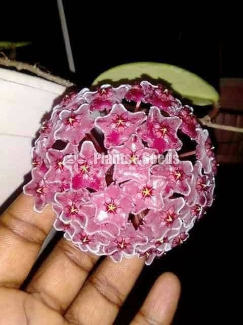 Hoya Plants