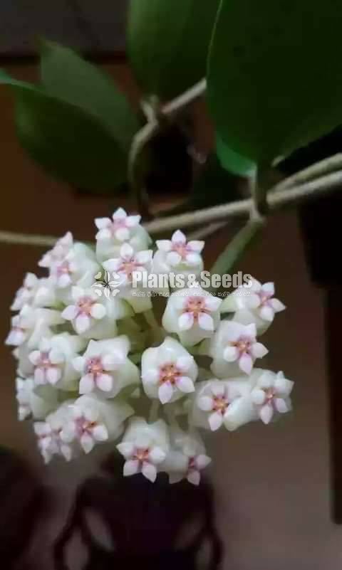 Hoya Plants