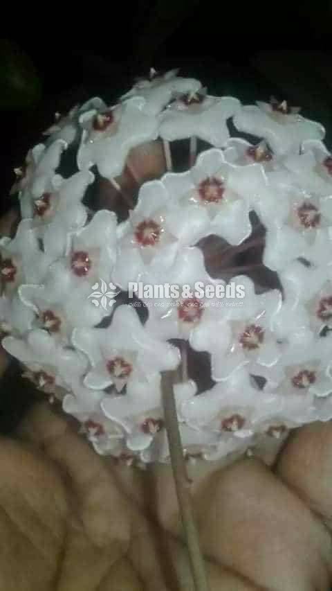 Hoya Plants