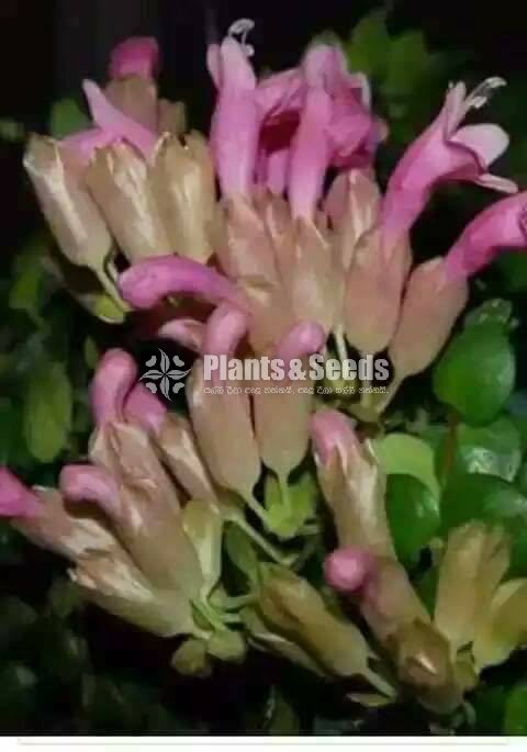 Lipstic Flowers