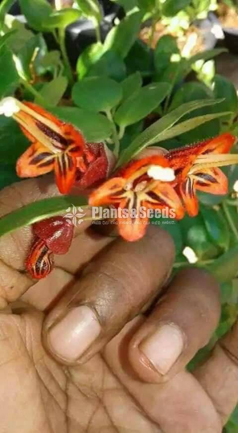 Lipstic Flowers