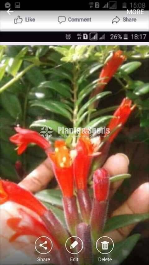 Lipstic Flowers
