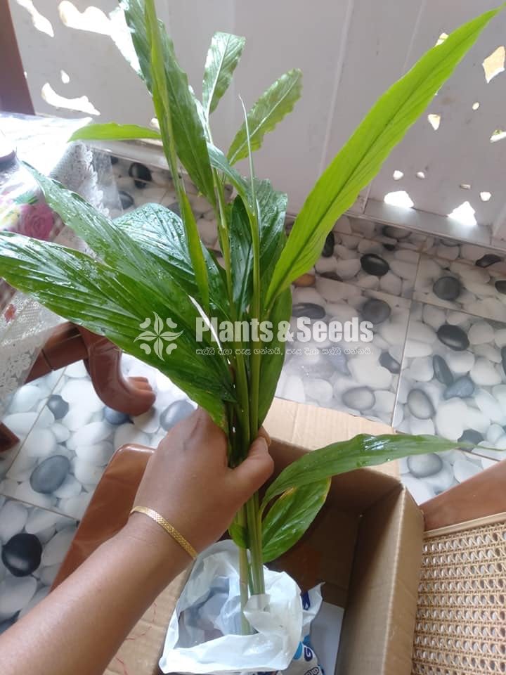 Cardamom(Enasal Plants)