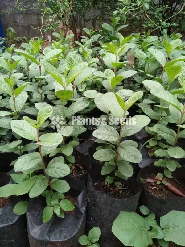 Apple Pera (ඇපල් පේර පැළ )