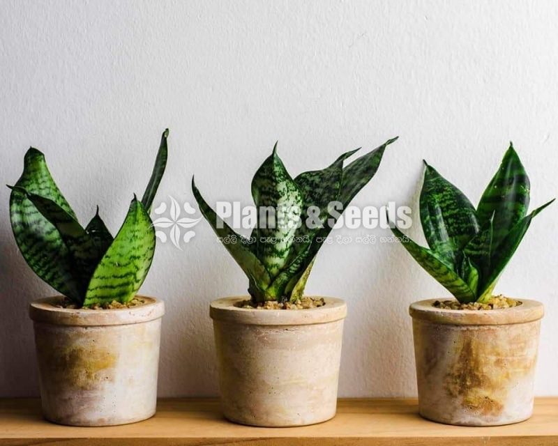 Marble Cement Pots