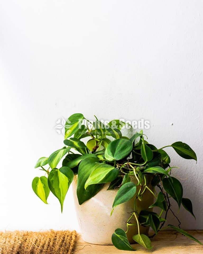 Marble Cement Pots