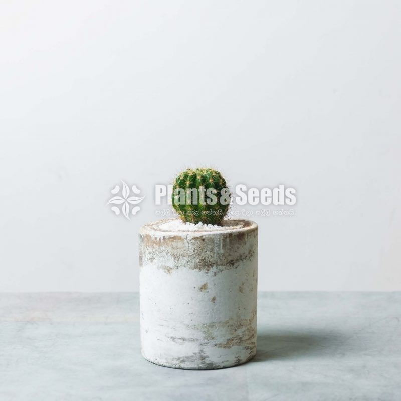 Marble Cement Pots