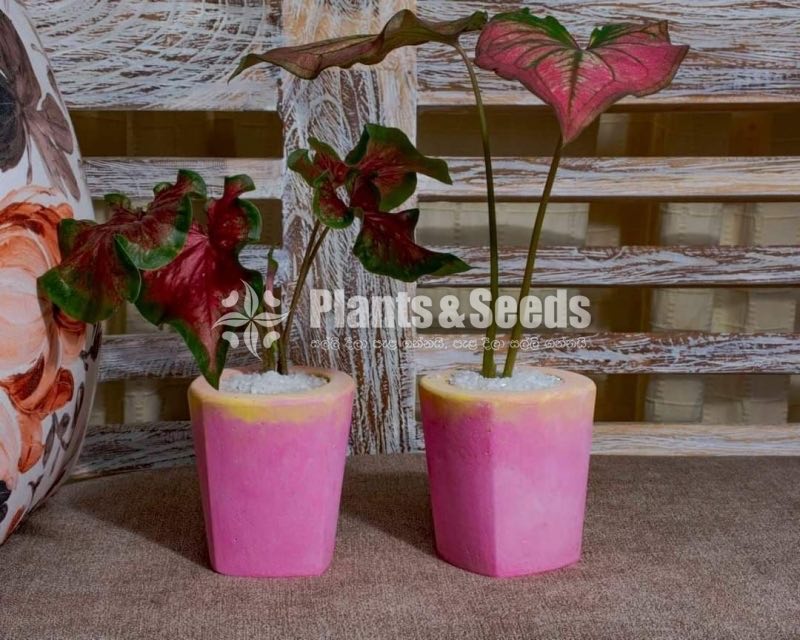 Marble Cement Pots
