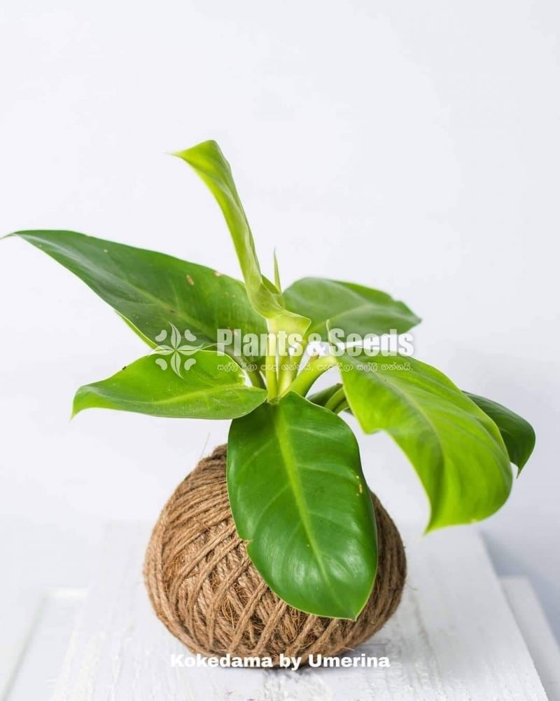 Kokedamas Decorative Pots