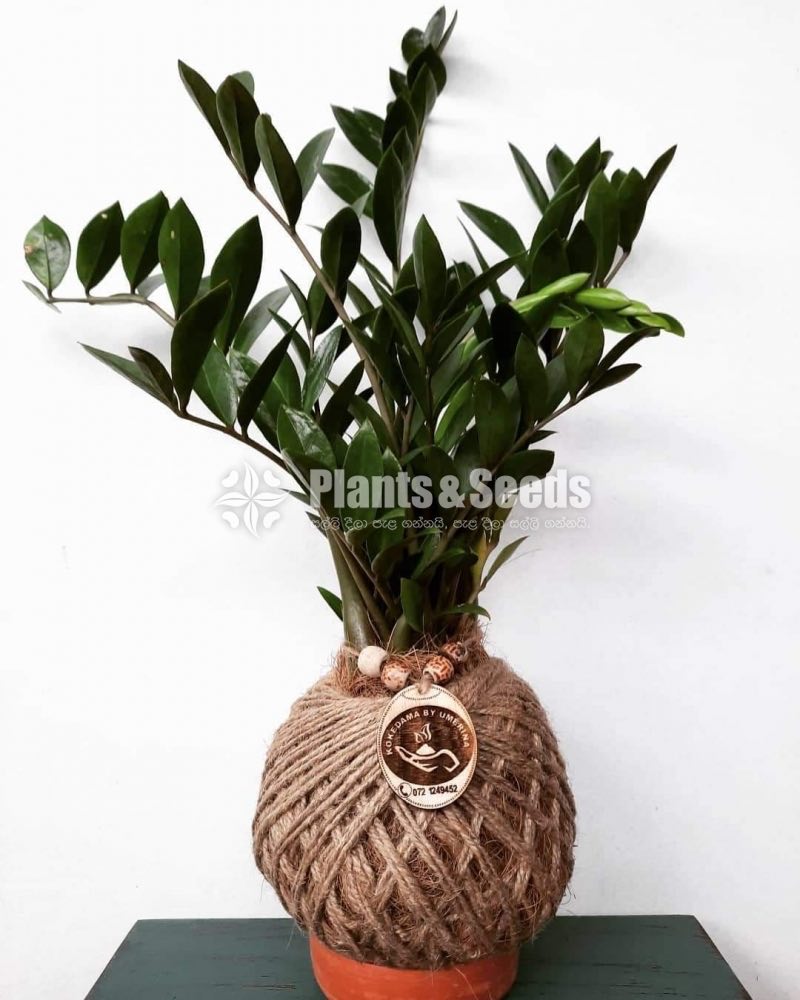 Kokedamas Decorative Pots