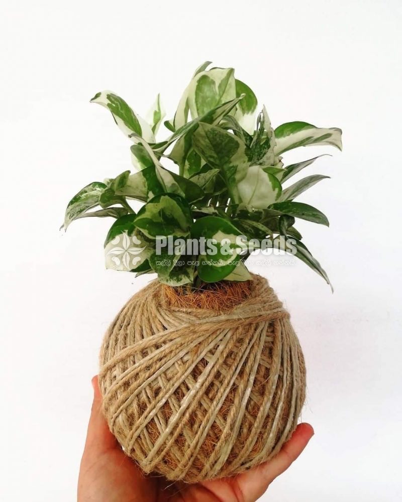 Kokedamas Decorative Pots