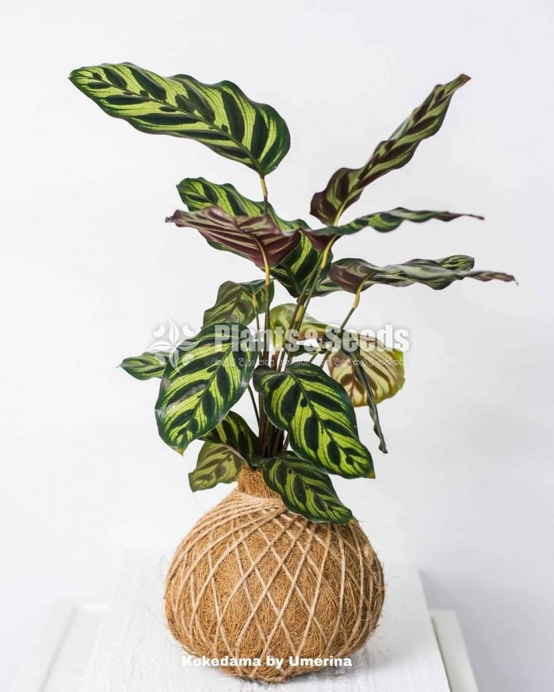 Kokedamas Decorative Pots