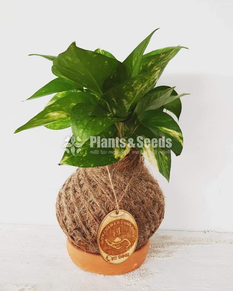 Kokedamas Decorative Pots