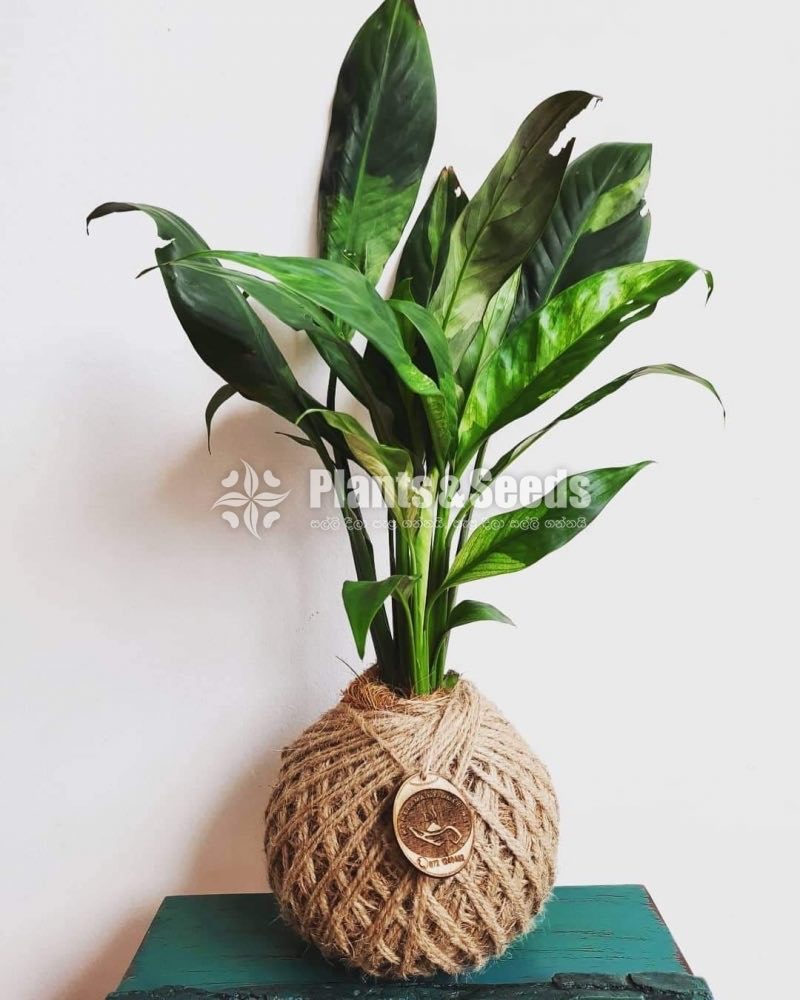 Kokedamas Decorative Pots