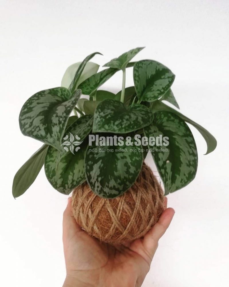 Kokedamas Decorative Pots