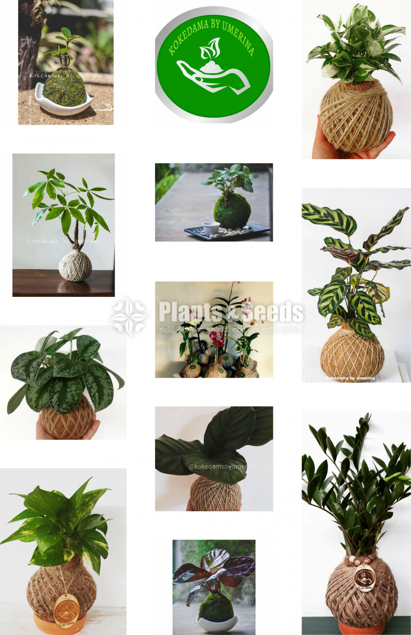 Kokedamas Decorative Pots