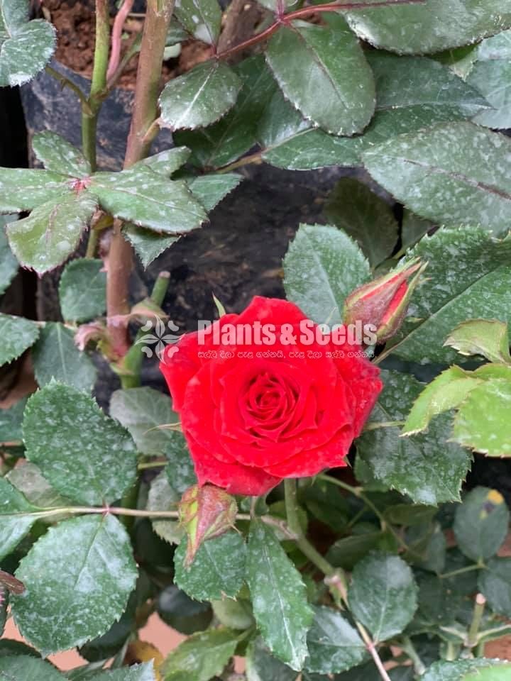 Roses Collection