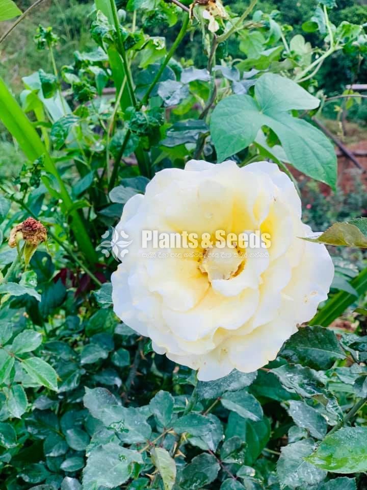 Roses Collection