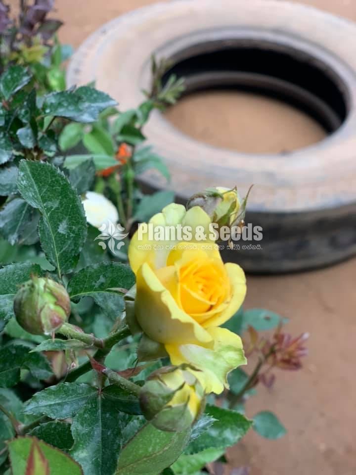 Roses Collection
