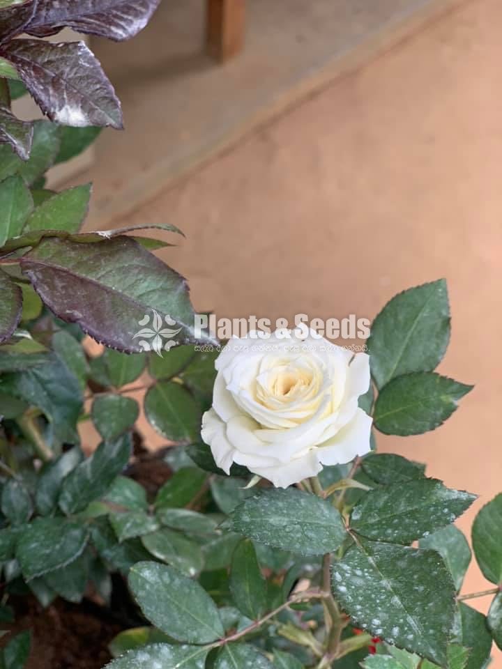 Roses Collection